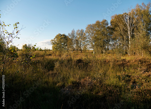 Abendstimmung im Rehdener Geestmoor bei Rehden, Naturpark Dümmer, Landkreis Diepholz, Niedersachsen, Deutschland photo