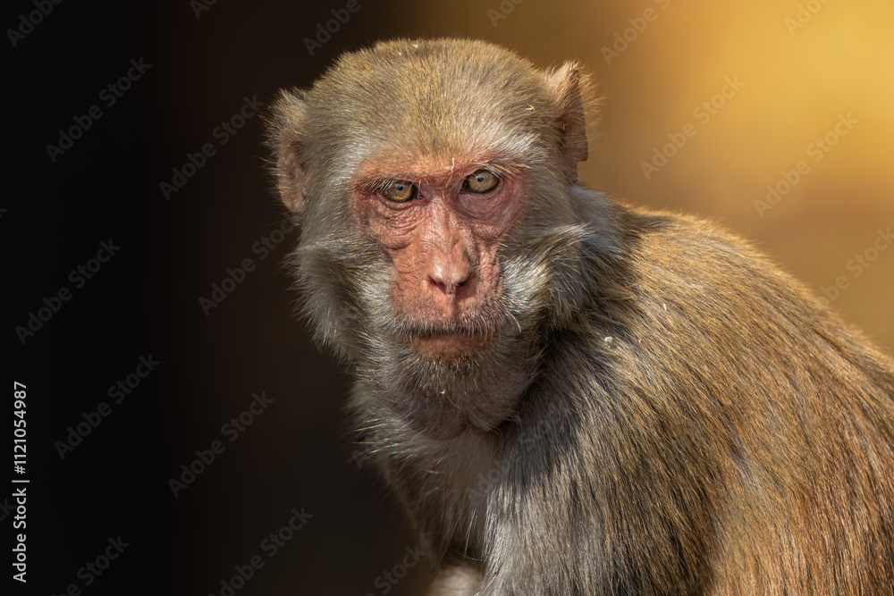 close up of a macaque close up of a macaque