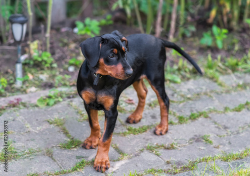 Quadro su tela A two-month-old German Pinscher puppy, black and tan, with uncropped ears, walks in the garden