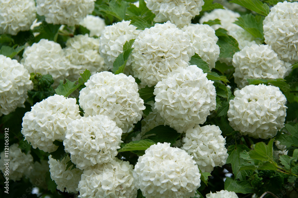 Beautiful white round inflorescences of Viburnum Buldonezh in the garden in spring Beautiful white round inflorescences of Viburnum Buldonezh in the garden in spring