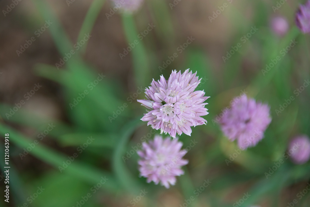 Lilac inflorescences of decorative onions on a blurred background Lilac inflorescences of decorative onions on a blurred background