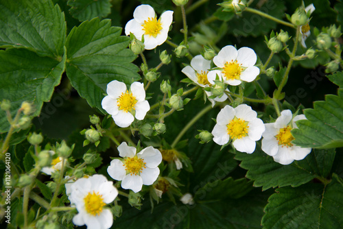 Beautiful white strawberry flowers in the summer garden