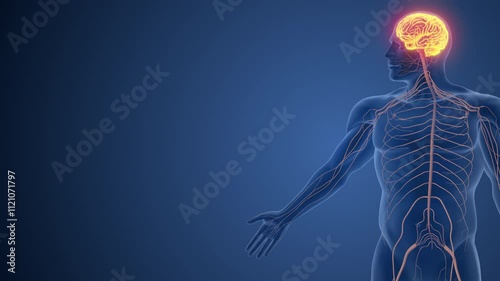 Hand Functions Governed by Somatic Nervous System