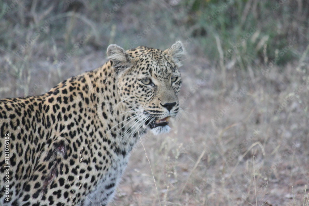 African Leopard, Sabi Sand Nature Reserve, South Africa