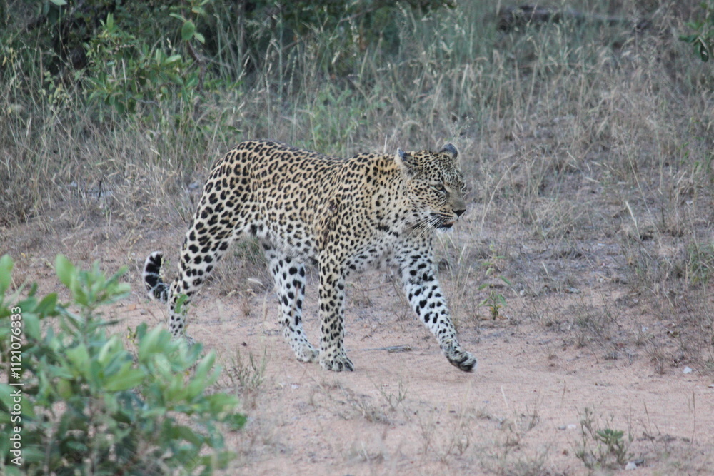African Leopard, Sabi Sand Nature Reserve, South Africa African Leopard, Sabi Sand Nature Reserve, South Africa