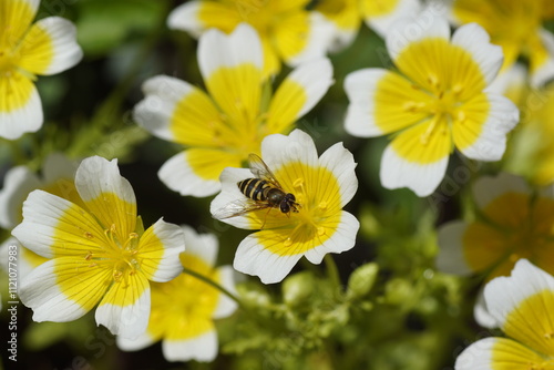 Female hoverfly Common Flower Fly, Syrphus ribesii, family Syrphidae on flowers of Douglas' meadowfoam, poached egg plant (Limnanthes douglasii), family meadowfoam (Limnanthaceae). May, Dutch garden photo