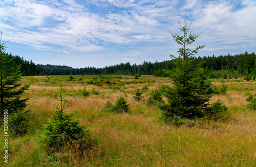 Naturschutzgebiet Saukopfmoor bei der Stadt Oberhof, Landkreis Gotha, Landkreis Schmalkalden-Meiningen, Thüringen, Deutschland