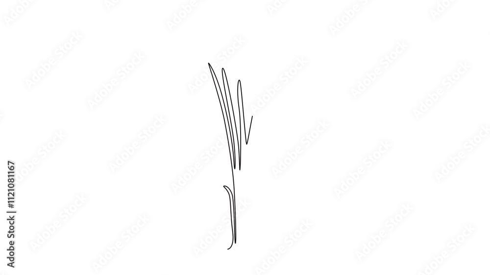 Self drawing animation of single line draw beauty fresh croci for home wall art decor poster print. Printable decorative crocus flower concept card ornament. Continuous line draw. Full length animated Self drawing animation of single line draw beauty fresh croci for home wall art decor poster print. Printable decorative crocus flower concept card ornament. Continuous line draw. Full length animated