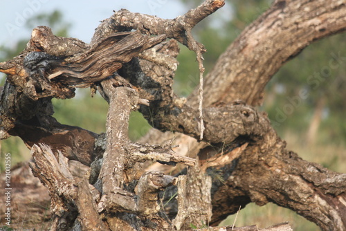 Dry and twisted branches
