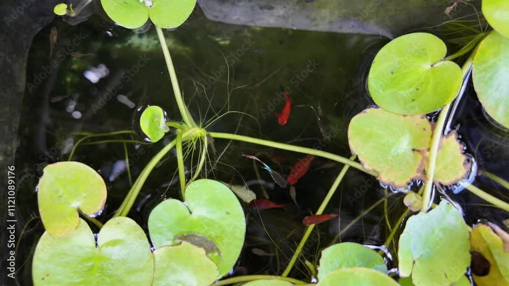 Peaceful Aquarium Scene: Two vibrant red and black fish gracefully swim amidst lush green aquatic plants in a serene aquarium setting. The tranquil scene evokes calmness and the beauty of nature. Peaceful Aquarium Scene: Two vibrant red and black fish gracefully swim amidst lush green aquatic plants in a serene aquarium setting. The tranquil scene evokes calmness and the beauty of nature.