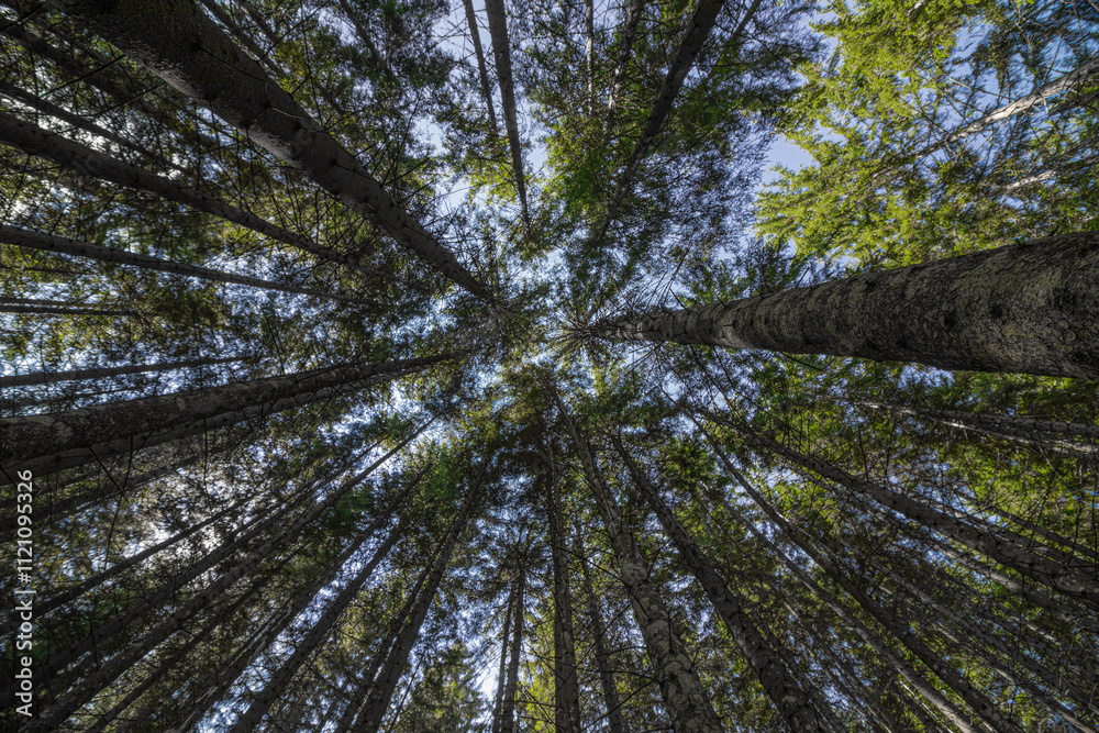 Fototapeta premium Fir trees in the forest