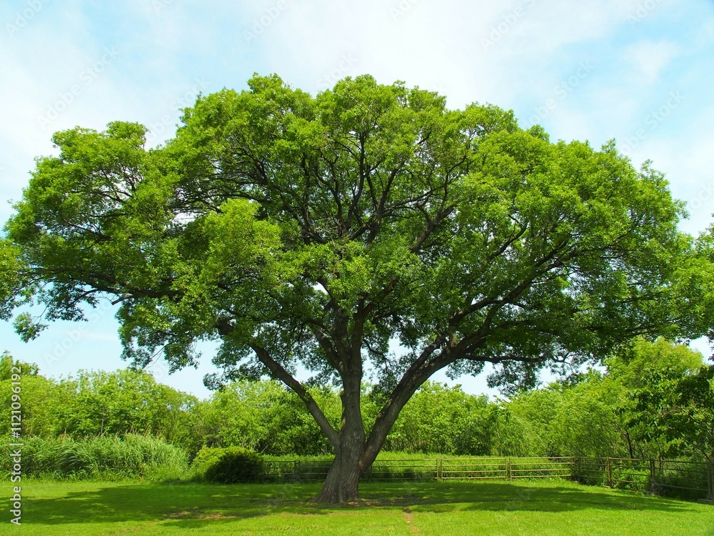 Fototapeta premium 初夏の江戸川河川敷の大木風景