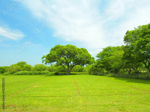 草原と立木のある初夏の江戸川河川敷風景