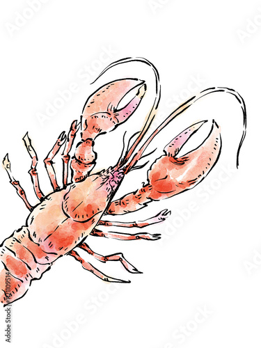 Watercolor style lobster