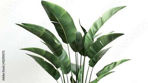 Tropical bird of paradise plant with tall stems on white.