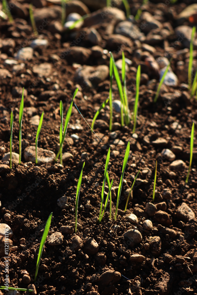 Green cereal plants growing in rows in the field on winter season against sunlight. Wheat (triticum) field Green cereal plants growing in rows in the field on winter season against sunlight. Wheat (triticum) field