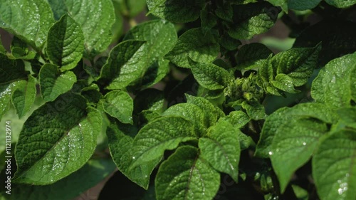 Close-up of potato leaves with inflorescence buds on it