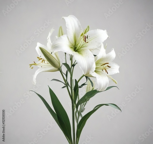 White lily stems with delicate green leaves against a minimalist white background , #leaves, #green, #delicate