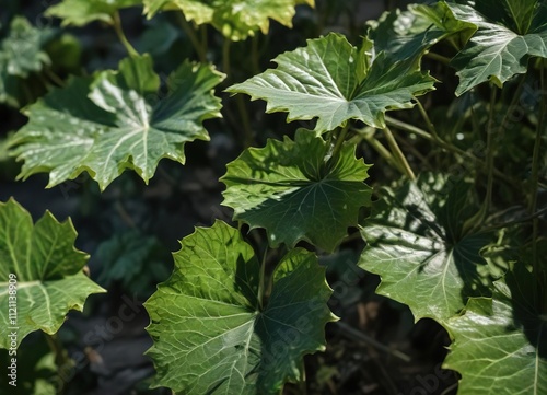 Leafy leaves of the bitter melon plant with shadows, leafy leaves, nature, plants