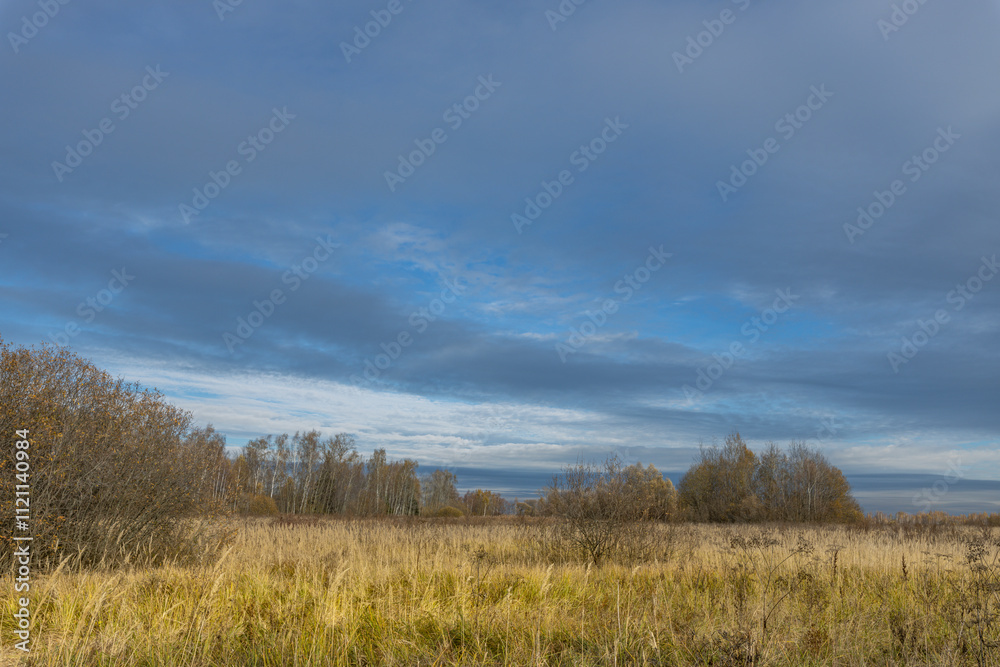 A field of tall grass with a cloudy sky in the background A field of tall grass with a cloudy sky in the background