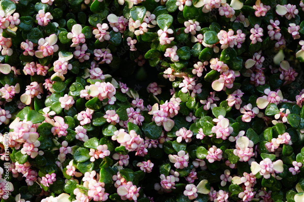 Fototapeta premium Flowers in the garden for background