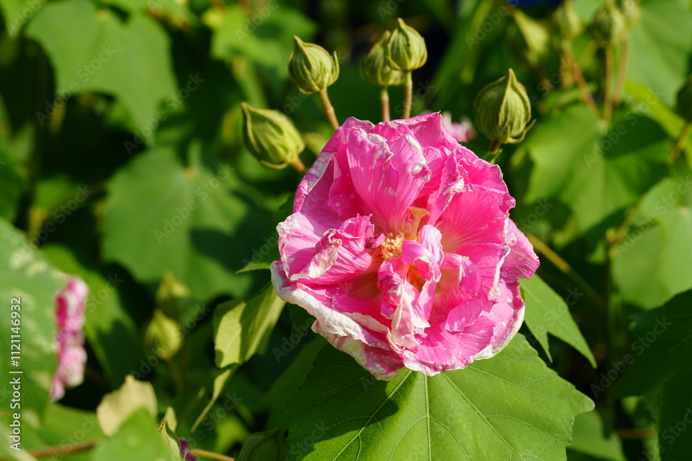 Flowers in the garden for background