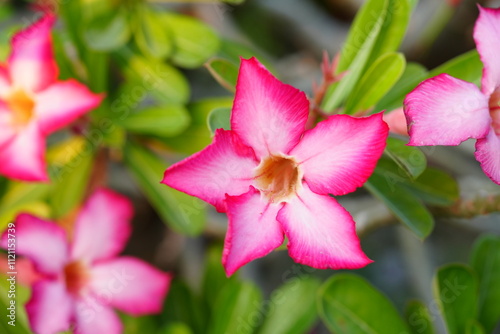 Flowers in the garden for background