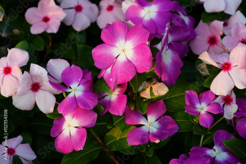 Flowers in the garden for background