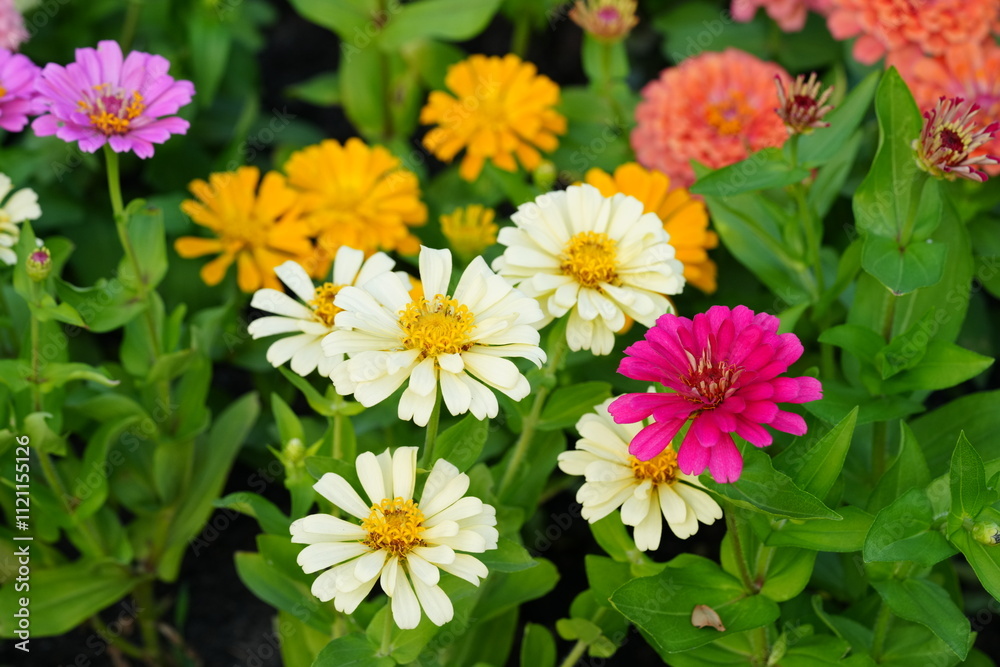 Flowers in the garden for background Flowers in the garden for background