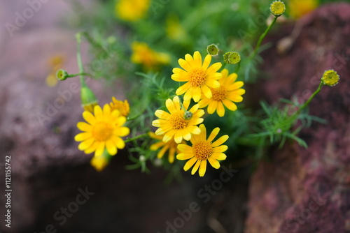 Flowers in the garden for background