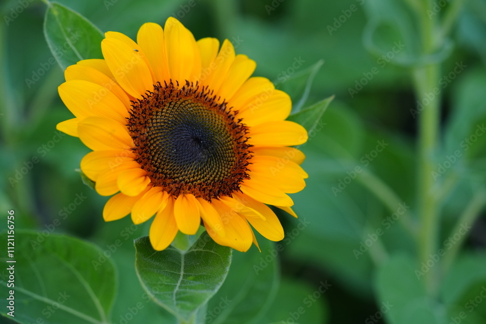Obraz premium Flowers in the garden for background