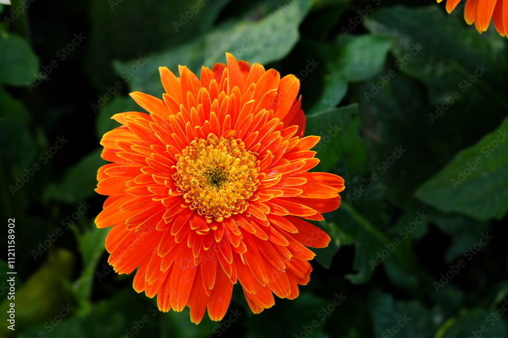 Flowers in the garden for background Flowers in the garden for background