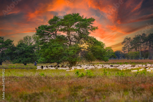 Landscape Doldersummerveld in the Drents-Friese Wold with a herd of rare Schoonebeker heath sheep grazing and lying under trees and a shepherd from the Huenderhoeve sheepfold during sunset photo