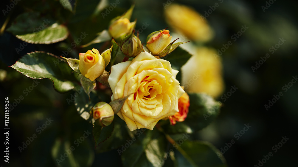 Blooming yellow rose with green leaves and rosebuds in natural light against a blurred background Blooming yellow rose with green leaves and rosebuds in natural light against a blurred background
