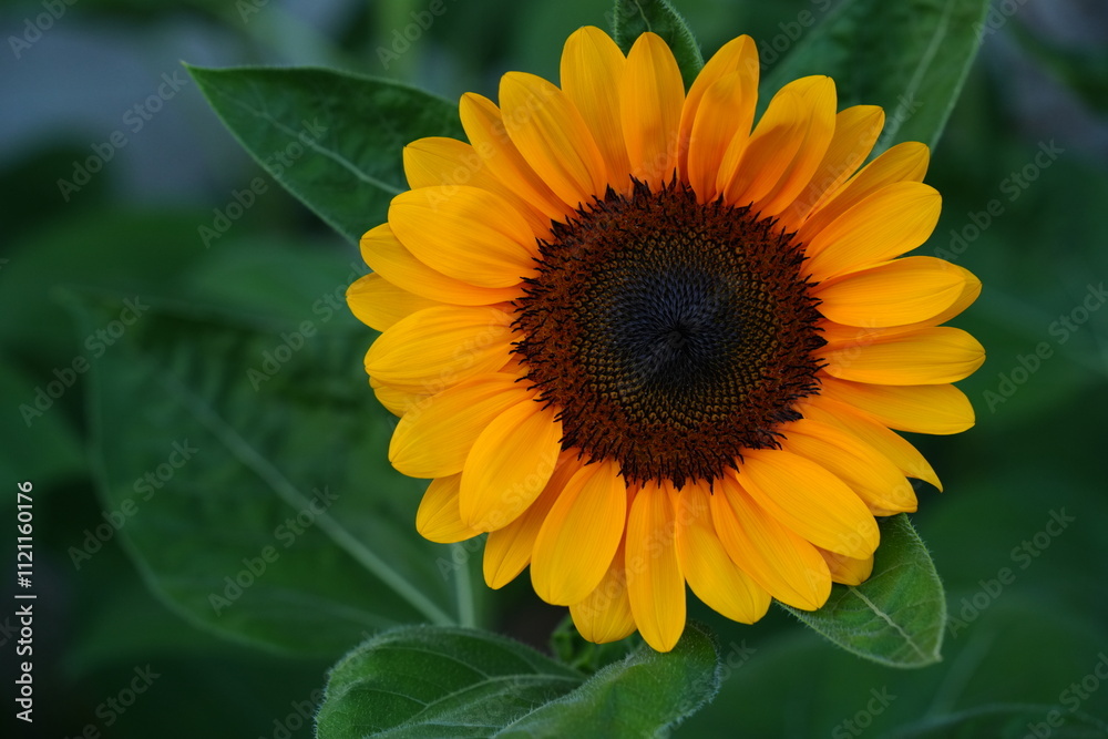Obraz premium Flowers in the garden for background