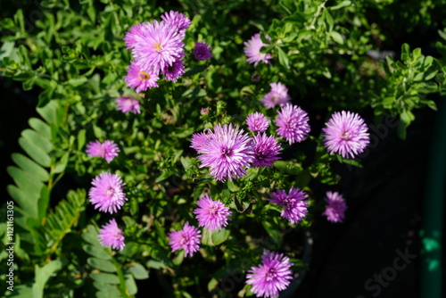 Flowers in the garden for background