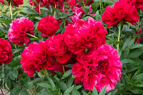 peonies