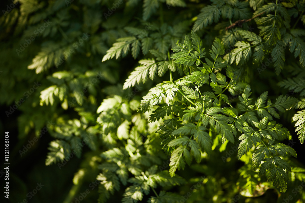 Close-up of lush green fern foliage illuminated by dappled sunlight Close-up of lush green fern foliage illuminated by dappled sunlight