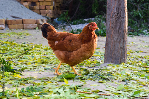 Live chicken on the green grass. Alive chicken. The hen walks.Rhode Island Red hen free ranging in frosty grass in sunshine selective focus, beautiful red hen front view photo