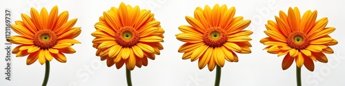 Bright orange gerbera daisies isolated against white background. Close-up view detailed flower petals, vibrant colors. Ideal for spring floral designs. Great for representing beauty in nature.