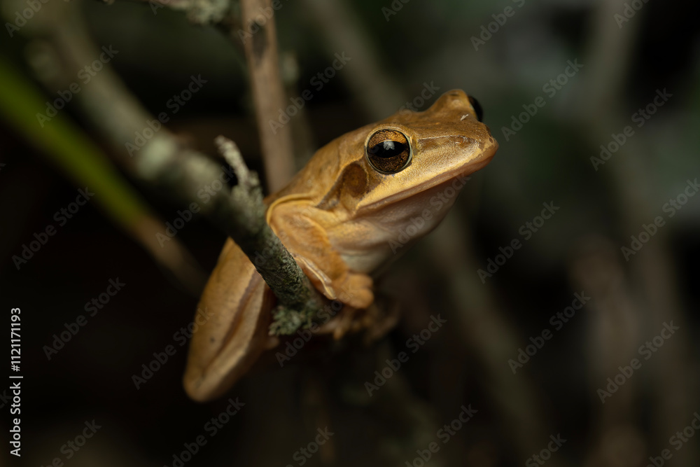 Fototapeta premium Chunam tree frog or Indian tree frog on a branch