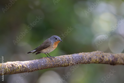 Red-breasted flycatcher on a branch