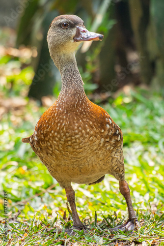 The Sunda teal (Anas gibberifrons), also known as the Bebek cokelat or Itik benjut, is a dabbling duck found in open wetlands in Indonesia