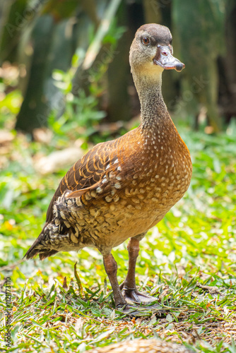 The Sunda teal (Anas gibberifrons), also known as the Bebek cokelat or Itik benjut, is a dabbling duck found in open wetlands in Indonesia photo