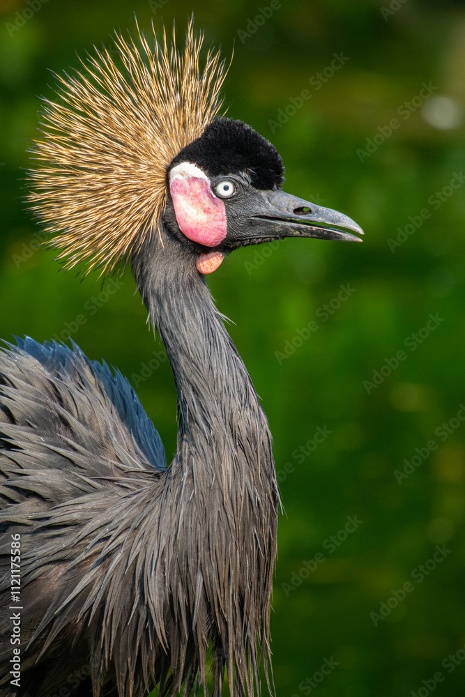 Fototapeta premium The black crowned crane (Balearica pavonina) is a part of the family Gruidae, along with its sister species, the grey crowned crane