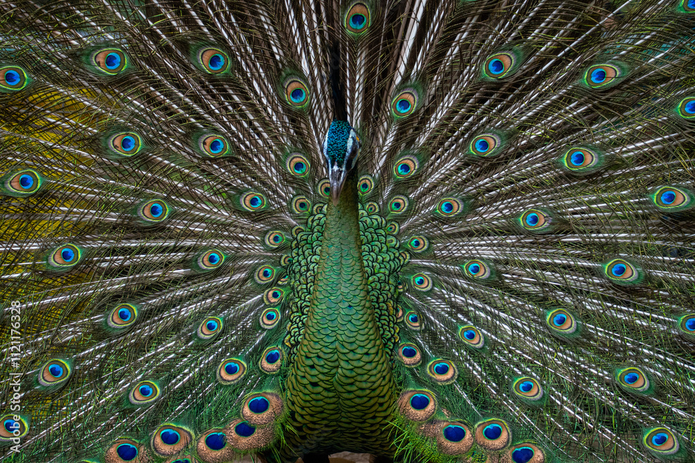 Obraz premium Peafowl is a common name for two bird species of the genus Pavo and one species of the closely related genus Afropavo within the tribe Pavonini of the family Phasianidae (the pheasants and their allie