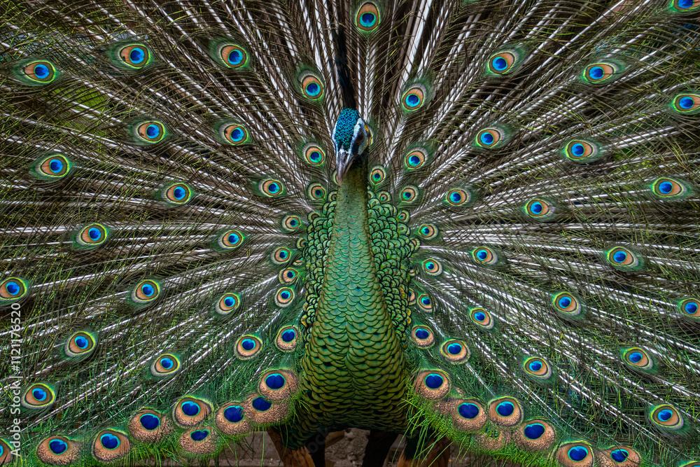 Obraz premium Peafowl is a common name for two bird species of the genus Pavo and one species of the closely related genus Afropavo within the tribe Pavonini of the family Phasianidae (the pheasants and their allie