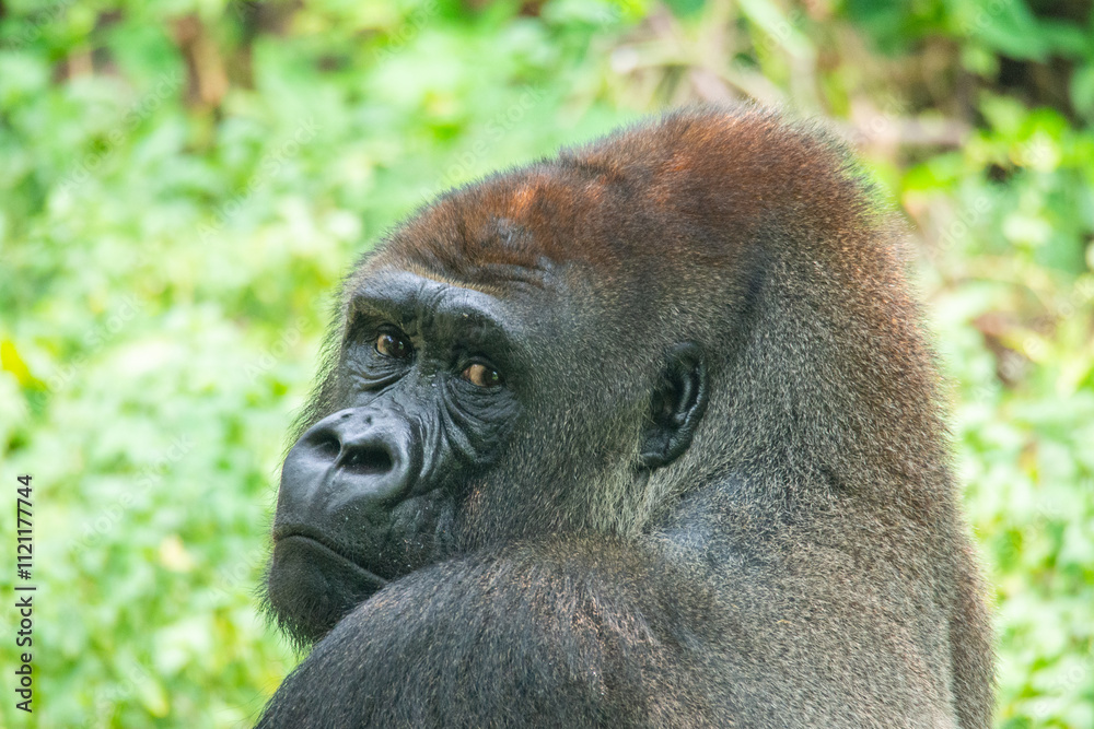 Obraz premium Gorillas are herbivorous, predominantly ground-dwelling great apes that inhabit the tropical forests of equatorial Africa