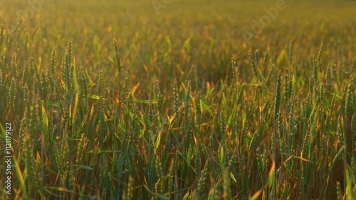 Spikes of Young Green Wheat