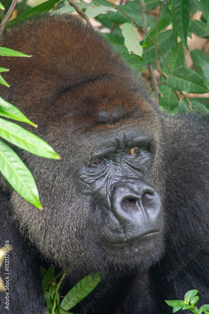 Obraz premium Gorillas are herbivorous, predominantly ground-dwelling great apes that inhabit the tropical forests of equatorial Africa